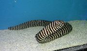 ზოლიანი თევზი Zebra Moray Eel (Gymnomuraena zebra) ფოტო