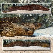 flekket Fisk Jeweled Murene (Muraena lentiginosa) bilde
