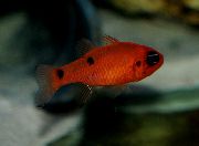 Rot Fisch Flamme Kardinal (Apogon maculatus) foto