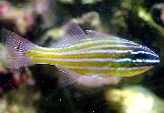 паласаты Рыба  (Apogon cyanosoma) фота