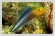 Bunt Fisch Doppel Gestreiften Dottyback (Pseudochromis bitaeniatus) foto