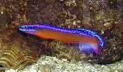 杂色 鱼 霓虹灯多点的回 (Pseudochromis aldabraensis) 照片