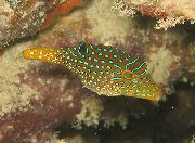 chonaic iasc Puffer Toby Papuan (Canthigaster papua) grianghraf