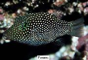 Spottet Fisk Honeycomb Puffer (Canthigaster janthinoptera) foto