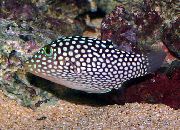 Manchado Peixe Spotted Puffer (Hawaiian White Spotted Toby) (Canthigaster jactator) foto