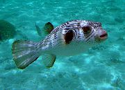 ზოლიანი თევზი ვიწრო გაფორმებულია Puffer (Arothron manilensis) ფოტო