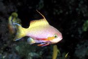 Строкатий Риба Нематіас Карберрай (Nemanthias carberryi) фото