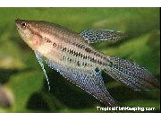 杂色 鱼 呱呱叫鲈 (Trichopsis vittata) 照片