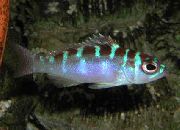 Gestreift Fisch Kreide Bass (Serranus tortugarum) foto