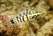 Gestreift Fisch Harlekin-Bass (Serranus tigrinus) foto