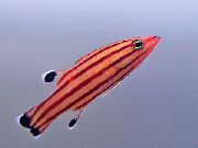 Gestreift Fisch Swissguard Basslet (Pfefferminze Basslet) (Liopropoma rubre) foto
