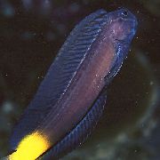 juodas Žuvis Juoda Combtooth Vėgėlė (Ecsenius namiyei) nuotrauka