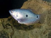 ღია ლურჯი თევზი სამ ადგილზე Gourami (Trichogaster trichopterus sumatranus) ფოტო
