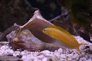 Собачка Канарейка Жовтий Риба