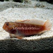 Плямистий Риба Собачка Стігматікус (Cirripectes stigmaticus) фото