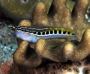 aquarium fish Linear Blenny Ecsenius lineatus striped