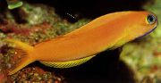 geltonas Žuvis Midas Vėgėlė (Ecsenius midas) nuotrauka