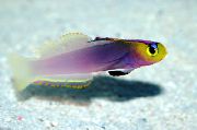 аквариумные рыбки Немателеотрис Хелфрича фиолетовый для аквариума, 