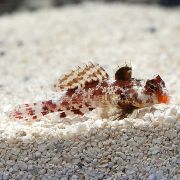 Мандаринка-скорпиончик красная Synchiropus marmoratus