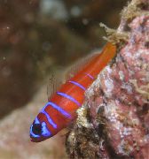 Catalina Goby (Goby Bluebanded) Dungi Pește