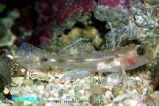 Transparent Fisch Höhlen Glasgrundeln (Coryphopterus glaucofrenum) foto