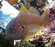 Brązowy Ryba Clown Babka Brązowy (Gobiodon spp.) zdjęcie