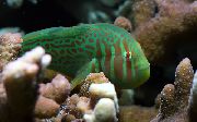 Зеленикав Риба Клоун Попчета Зелено (Gobiodon atrangulatus) снимка