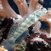 Getupft Fisch Rosa Gefleckte Watchman Goby (Cryptocentrus leptocephalus) foto