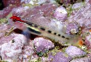 aquarium fish Red Head Goby Elacatinus puncticulatus motley