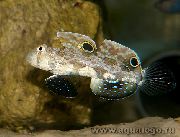 Tacheté poisson Deux Gobie Spot (Signigobius biocellatus) photo