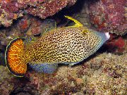 მყივანი  Fantail ფორთოხალი ფაილი თევზი (Pervagor spilosoma) ფოტო