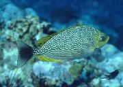 Плямистий Риба Сіган Яванський (Siganus javus) фото