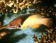 Variegado Peixe Coral Hog Fish, Mesothorax Hog Fish (Bodianus mesothorax) foto