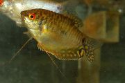 злато Риба Трицхогастер Трицхоптерус Трицхоптерус (Trichogaster trichopterus trichopterus) фотографија