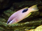Смугастий Риба Бодіан Пятністоспінний (Bodianus bilunulatus) фото