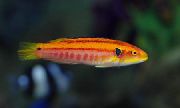 Rot Fisch Gelbe Bonbons Hogfish (Bodianus bimaculatus) foto