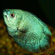 žalias Žuvis Nykštukė Gourami (Colisa lalia) nuotrauka