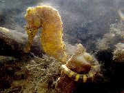 Żółty Ryba Tiger Tail Seahorse (Hippocampus comes) zdjęcie