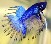 аквариумные рыбки Петушок (Рыбка бойцовая обыкновенная) синий для аквариума, 