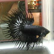 аквариумные рыбки Петушок (Рыбка бойцовая обыкновенная) черный для аквариума, 