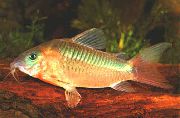 ოქროს თევზი Corydoras Aeneus  ფოტო