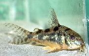 Getupft Fisch Gespickt Cory Katze (Corydoras paleatus) foto