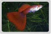аквариумные рыбки Гуппи красный для аквариума, 