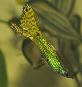 аквариумные рыбки Гуппи зеленоватый для аквариума, 