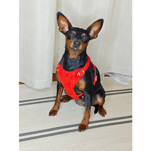 ���� ������������� �������� ������ Dober-���� ��� ��������� ����� ������� XS 40-49 ��, ������ ������