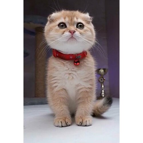 ���� ������� ��� ����� Japan Premium Pet ���������� ������������ � ����������, ���� �������, ������ ������