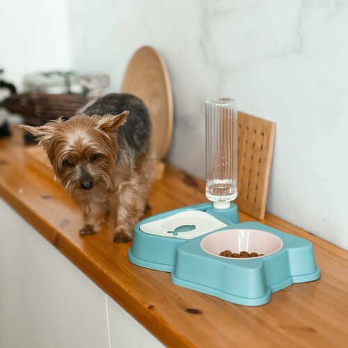 ���� ����� � ������� ��� �����, ��� �����, ��� ��������, 