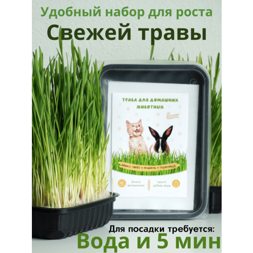 ���� ����� ��� �����, ������ ������