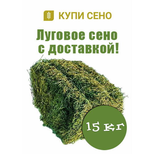 ���� ���� ������� � ������������� ����� �� 15 ��. ���� 2024. ������� ����������� � ������� ���. ���� ��� ����. ����������� ���� � ��������� ��������� ��� ��������. �������� ��� ������ �������, ������ ������