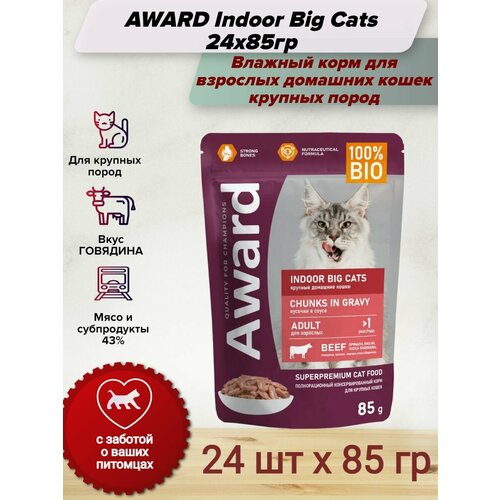  AWARD Indoor Big Cats        ,     ,   - 85   24    -     , -  